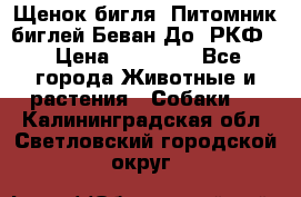 Щенок бигля. Питомник биглей Беван-До (РКФ) › Цена ­ 20 000 - Все города Животные и растения » Собаки   . Калининградская обл.,Светловский городской округ 